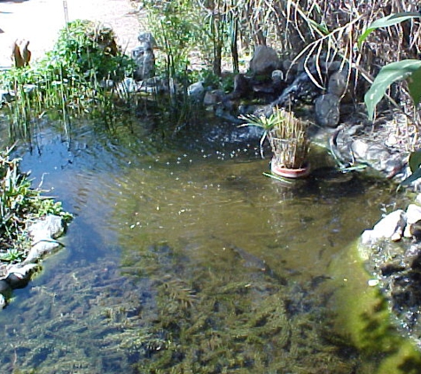 Oasis Botanical Sanctuary - Yucaipa, CA. Pond with fish and turtles