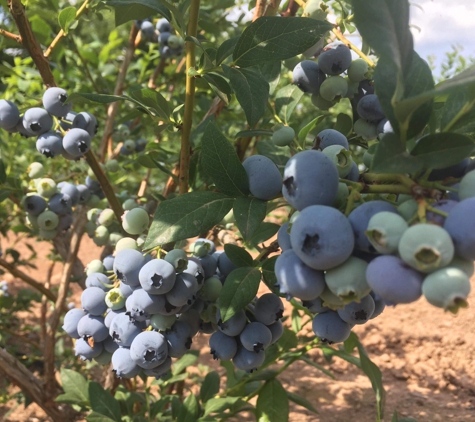 Blueberry Hill Farms & Nursery - Clinton, NY