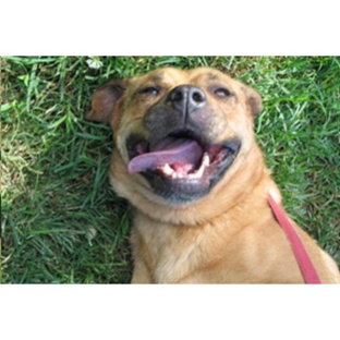 Austral Dog Boarding Kennels - Austral, NSW