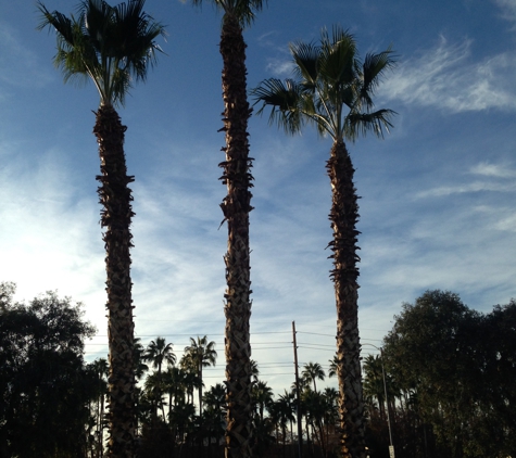 Palm Kings Tree service - Phoenix, AZ