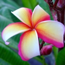 Plumeria Palace - Plants