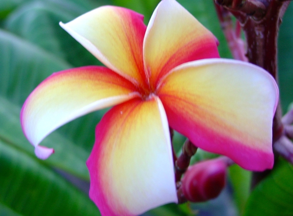 Plumeria Palace - Orange, CA