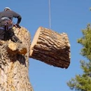 Bill's Tree Service - Tree Service