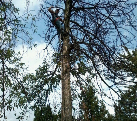 Top Flight Tree Removal LLC - Saginaw, MI