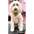 Woof Gang Bakery & Grooming