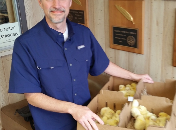 Ideal Poultry - Cameron, TX. Chicks purchased from Ideal Poultry by Ebenezer Homestead