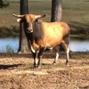Longbranch Rodeo Inc gallery