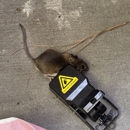 Praying Nantis Pest Control - Pest Control Services