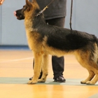 Kasimir K-9 Kuts