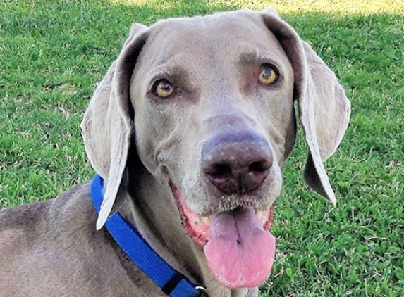 Dove Mountain Veterinary - Marana, AZ. In memory of my sweet boy Bayou