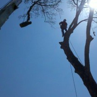 Trapper's Tree Service - Columbus, OH