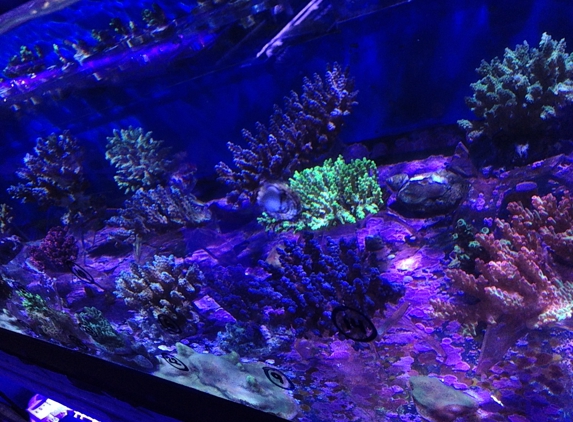 Poseidon Aquarium - South Daytona, FL. Love the Acropora at Poseidon !
