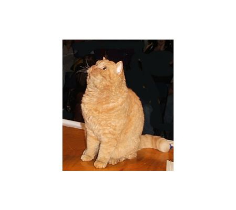 Cats Queensland Inc.