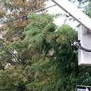 Rivertown Tree Service - Arborists