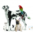 Petsector - Pet Services