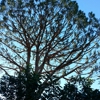 j-s-treeservice.com gallery