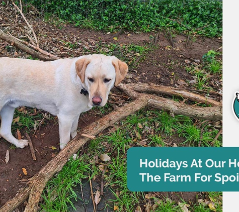 A Pet's Life - Toolijooa, NSW. Holidays At Our Home On The Farm For Spoilt Dogs