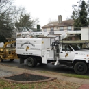 Bumblebee Tree Service & Landscape Design LLC - Tree Service