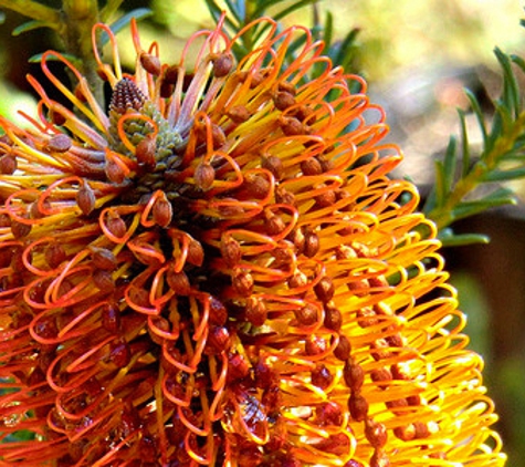 Melaleuca Nursery - Inverloch, VIC