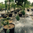 Pine Island Nursery Inc - Nurseries-Plants & Trees