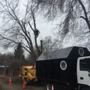 Chandler Tree Service - Arborists