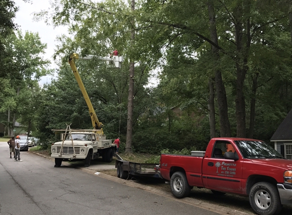 Palmetto Tree Service & Stump Grinding - Columbia, SC