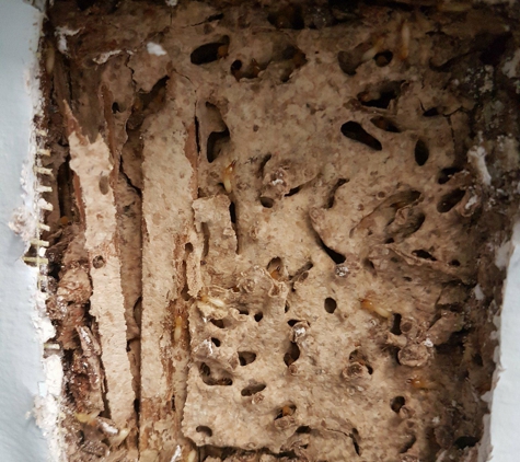 Picton Pest Control