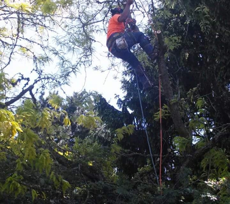 KING Js TREE SPECIALIST - Portland, OR