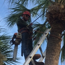 Only Trees LLC - Tree Service