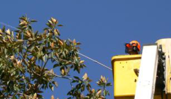 Dr Treegood - Bondi Junction, NSW