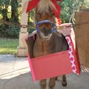 Casperey Stable - Horse Training