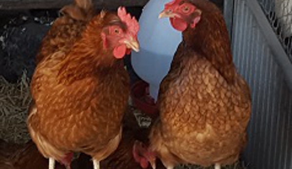 E G Hollard & Son also known as Hollards - Hawthorn, SA. Isa Brown Pol Chicken