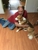 Furry Friends Professional Pet Styling - Pet Care Services