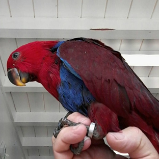 Tropic Island Bird And Supply - San Diego, CA. Solomon Island Eclectus Parrot Female - Aug 2017