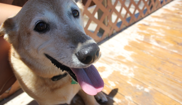 Happy Hounds Aquatic and Daycare Center - Woodway, TX