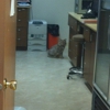Ketchikan Veterinary Clinic gallery
