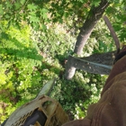 Avants Tree Service