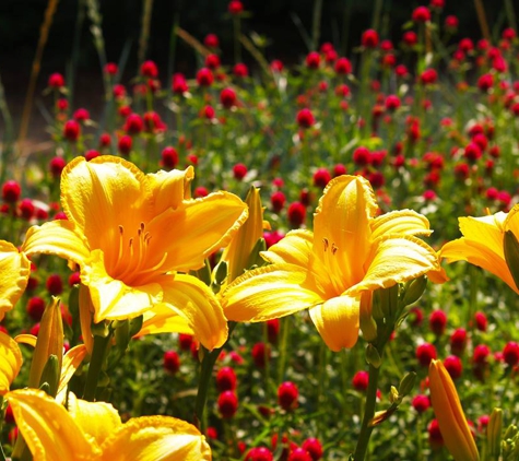 Dallas Arboretum and Botanical Gardens - Dallas, TX