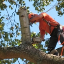 Arbor Tree Care - Tree Service