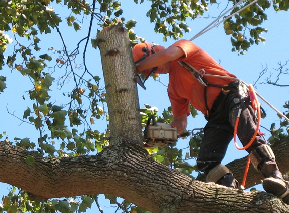 Arbor Tree Care - Bradenton, FL