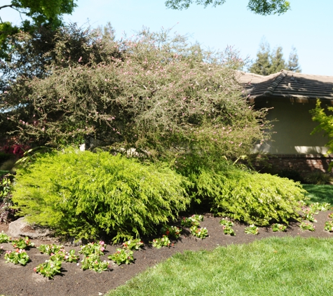 Aguiar's Landscaping - Modesto, CA