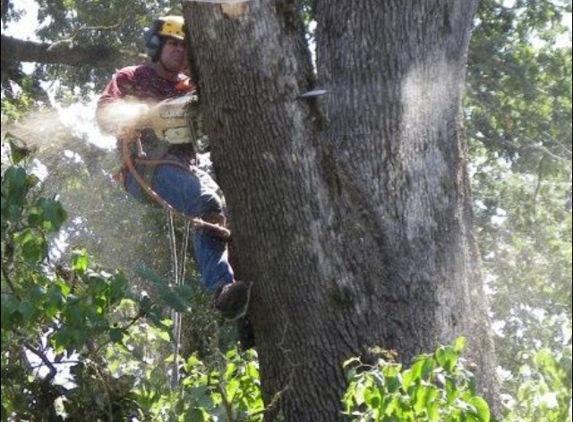 Falcon Tree Experts - Keizer, OR