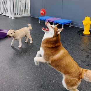 Room For Paws Pet Resort - Stamford, CT