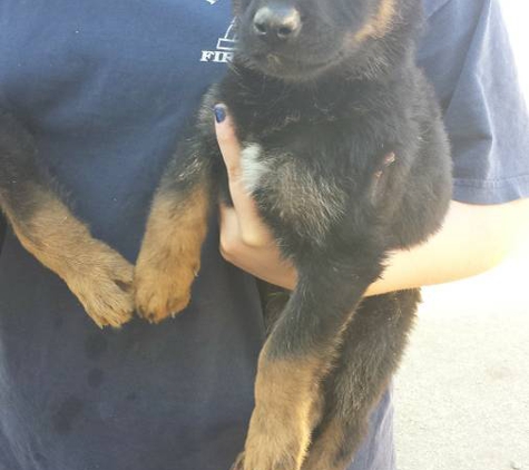 Metivier Family German Shepherds - Menifee, CA