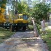 USA Tree Service gallery