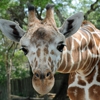 Brookfield Zoo gallery