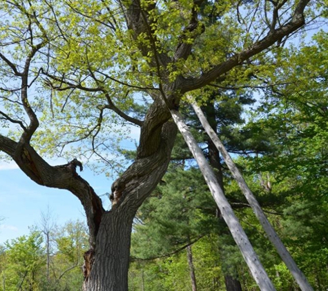 Cedar Rapids Tree Removal Services - Cedar Rapids, IA. tree removal cedar rapids