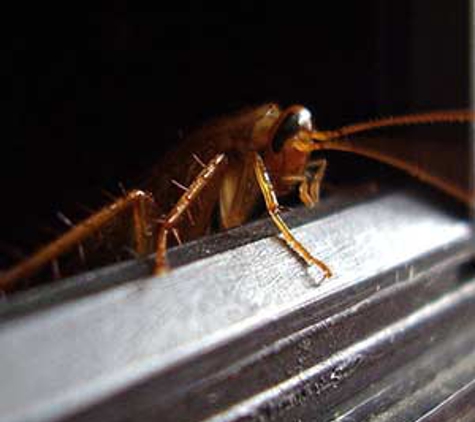 South West Pest Control