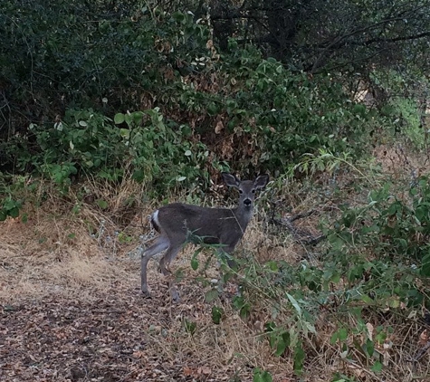 Effie Yeaw Nature Center - Carmichael, CA