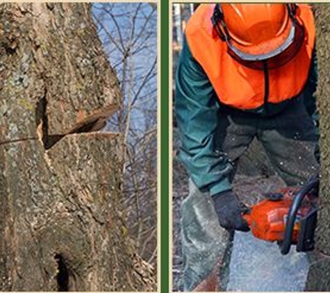 Big Mack's Tree Services